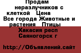 Продам 2 неразлучников с клеткой › Цена ­ 2 500 - Все города Животные и растения » Птицы   . Хакасия респ.,Саяногорск г.